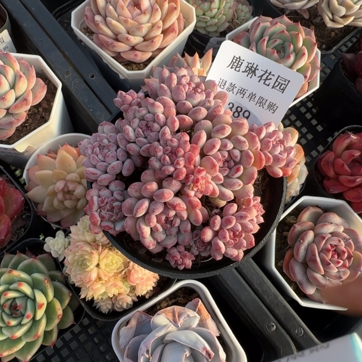 闪购精品多肉389号