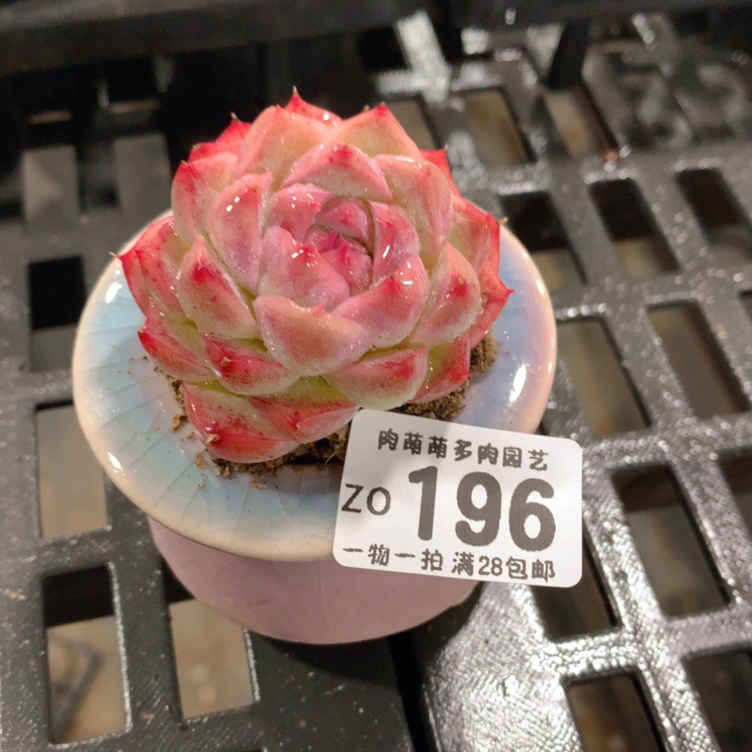 肉萌萌拇指盆精控多肉ZO196