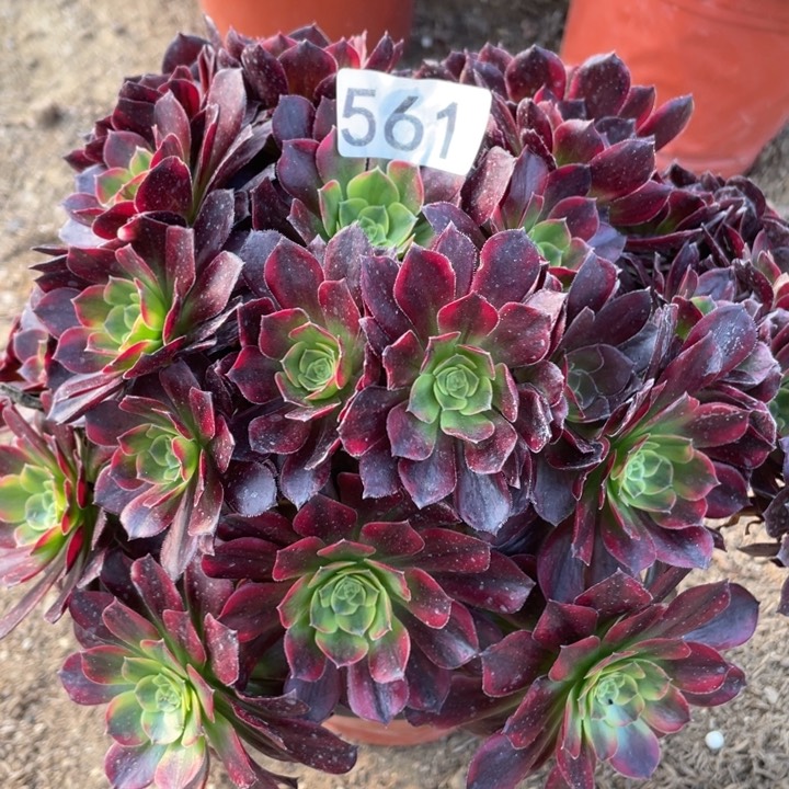 561多肉植物安娜