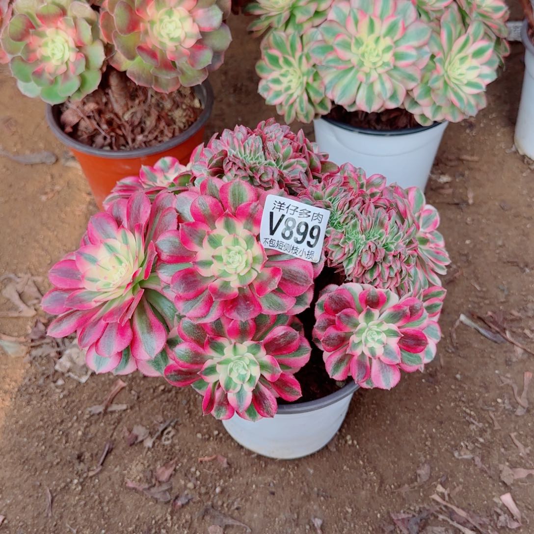 倾城缀化899冠幅25