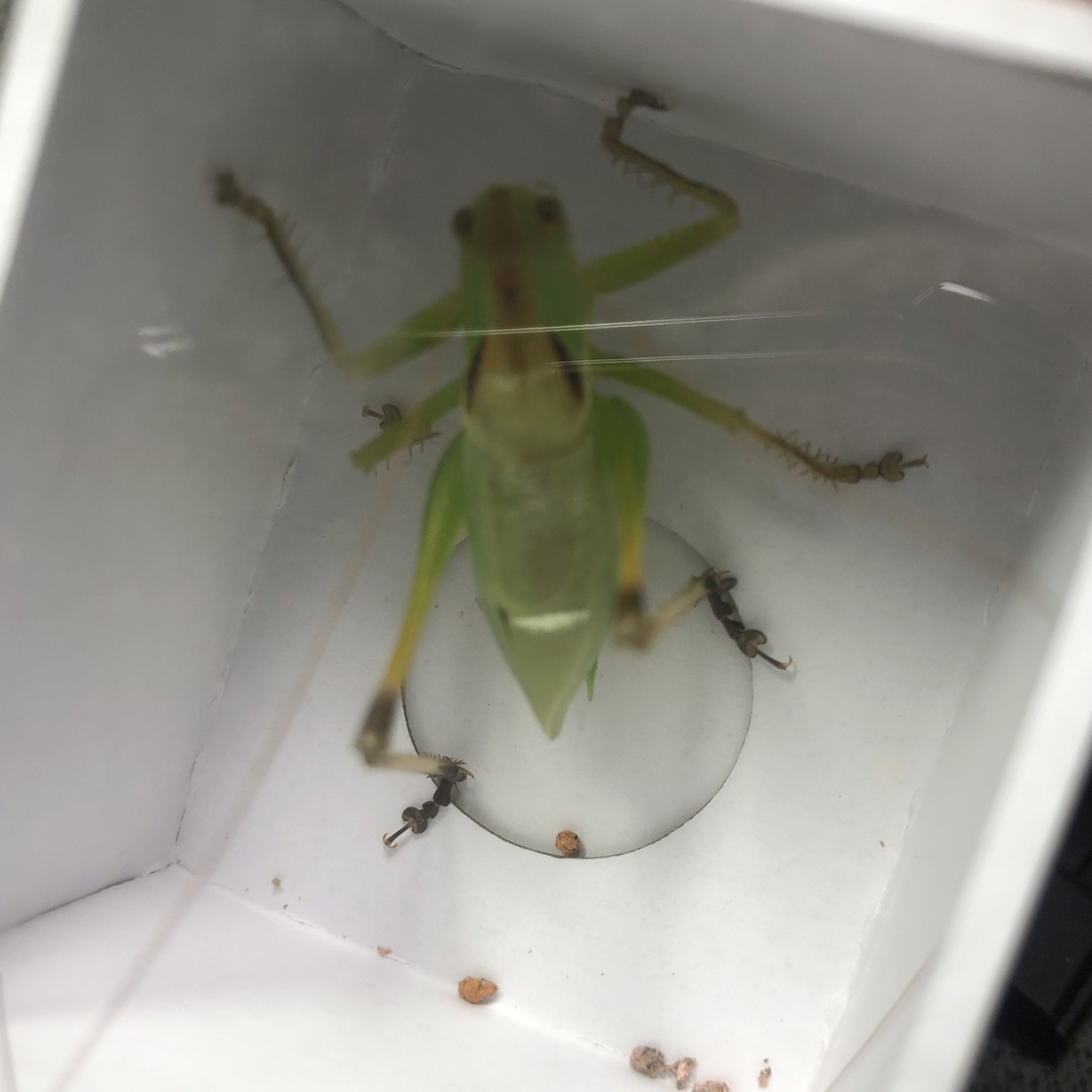 「琪琪蚡房」新拖扎嘴绿吉尔儿