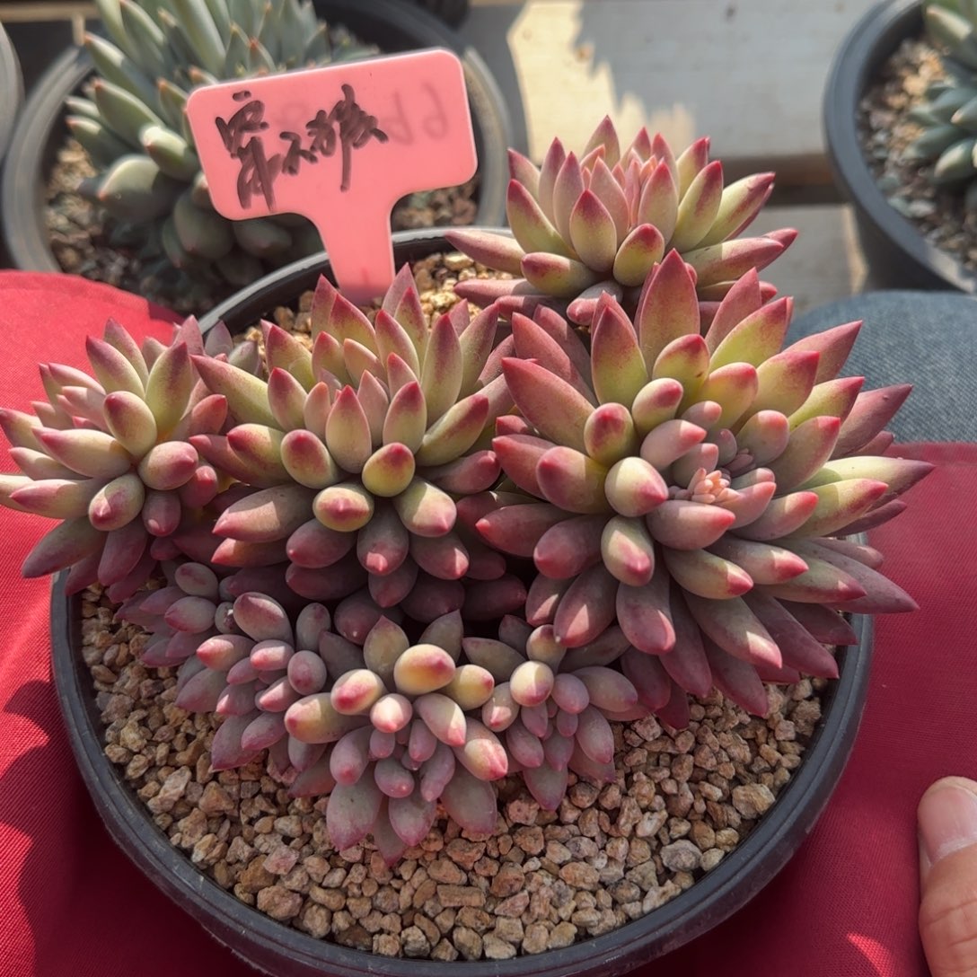 流沙虞美人五十包邮