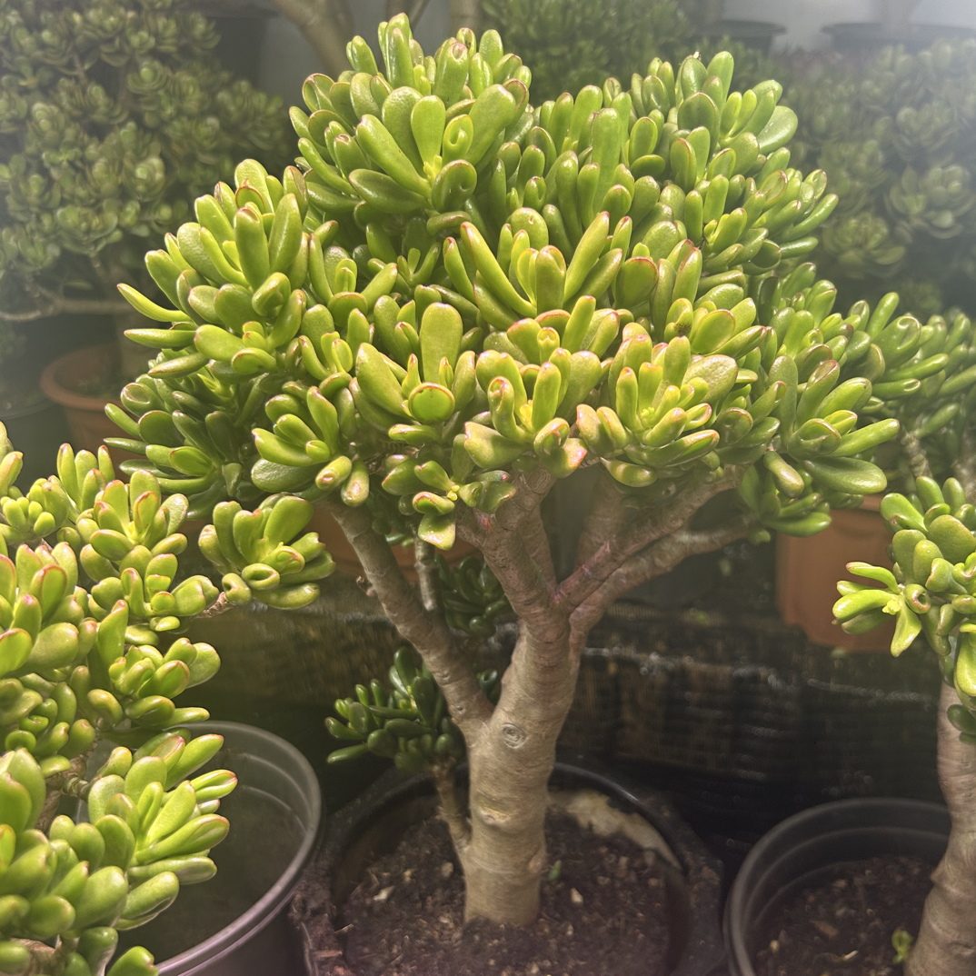 招财猫老桩棒棒糖精品老桩玉树招财树招财猫玉树多肉老桩室内室外