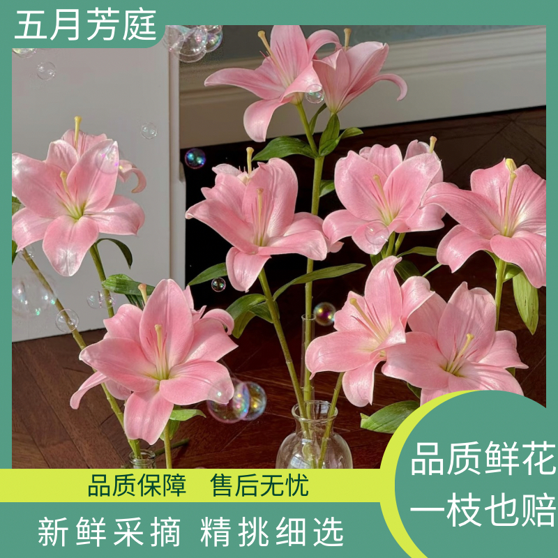 【小粉仙】无香型亚州百合 粉色系 百搭