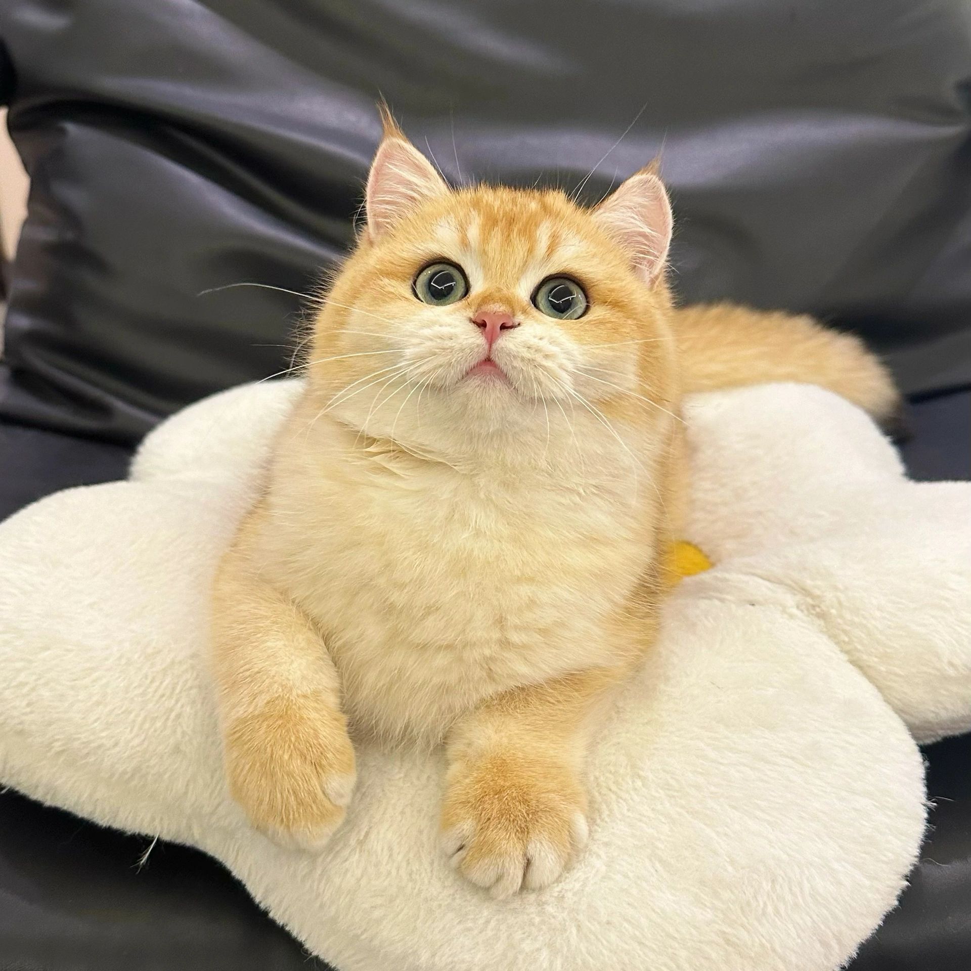 宠物猫活体专用宠物活幼体布偶猫缅因猫英短宠物猫购买金渐层买猫