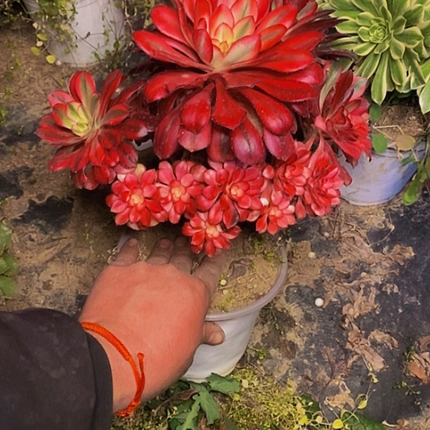 香奈儿老桩法师25