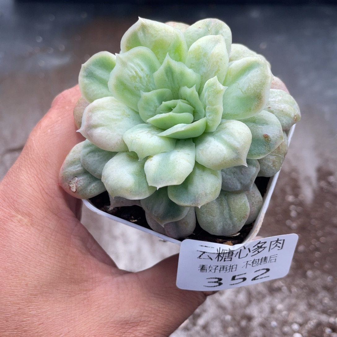 云糖心多肉植物352