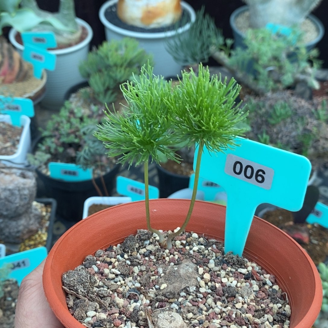 扫把头多肉植物一个