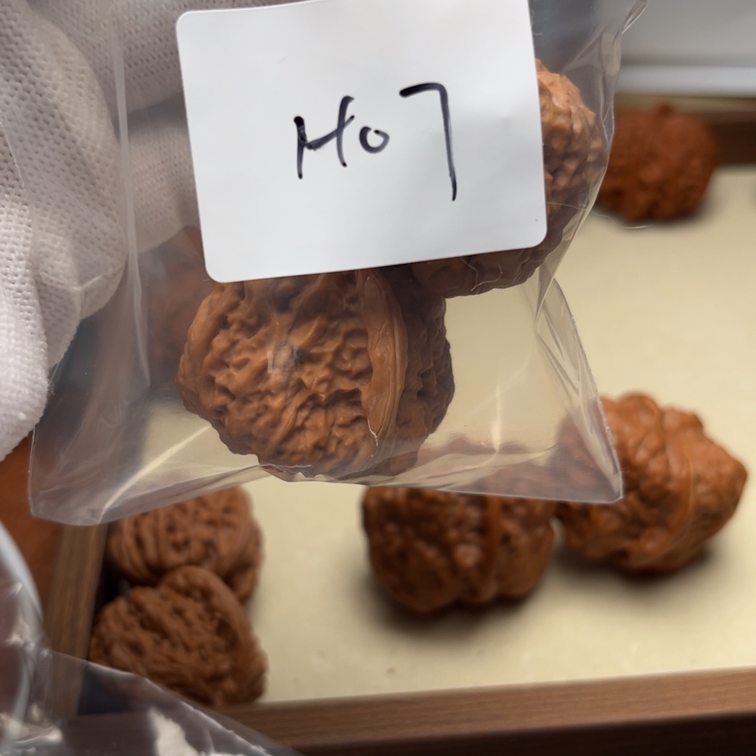 文玩核桃吊坠蛤蟆h07