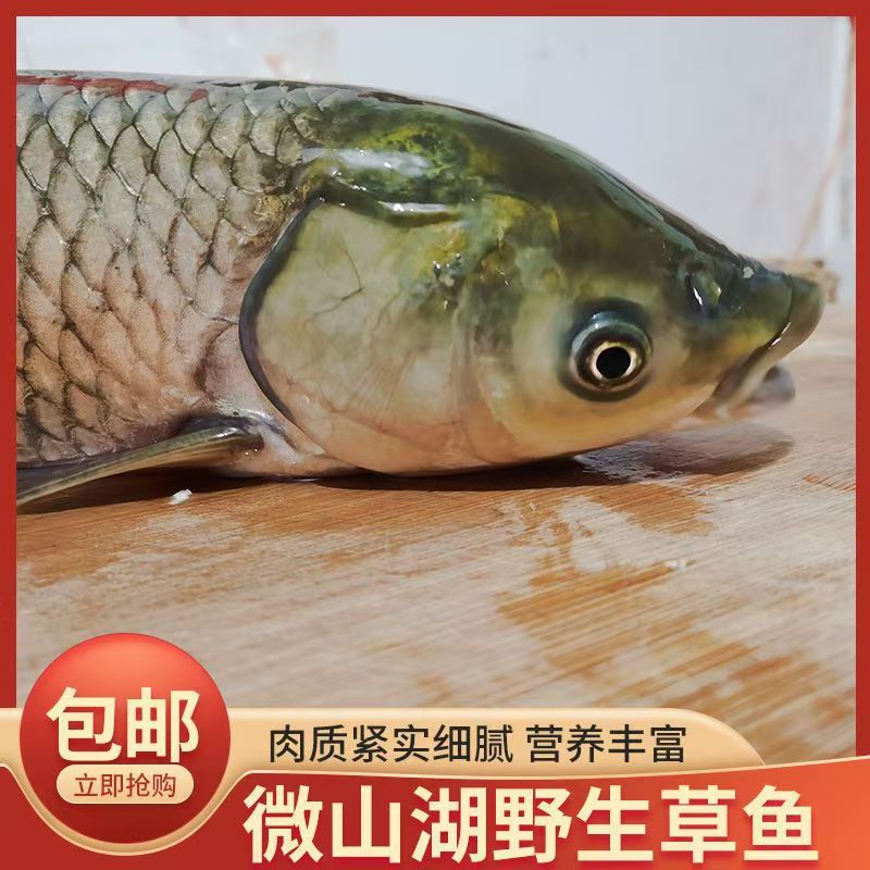 【现称现卖】微山湖区野生草鱼当日现捕鲜活现杀顺丰包邮炖汤煎炸