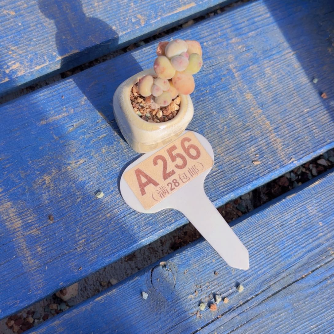 A256萤火虫奶酪一物一拍