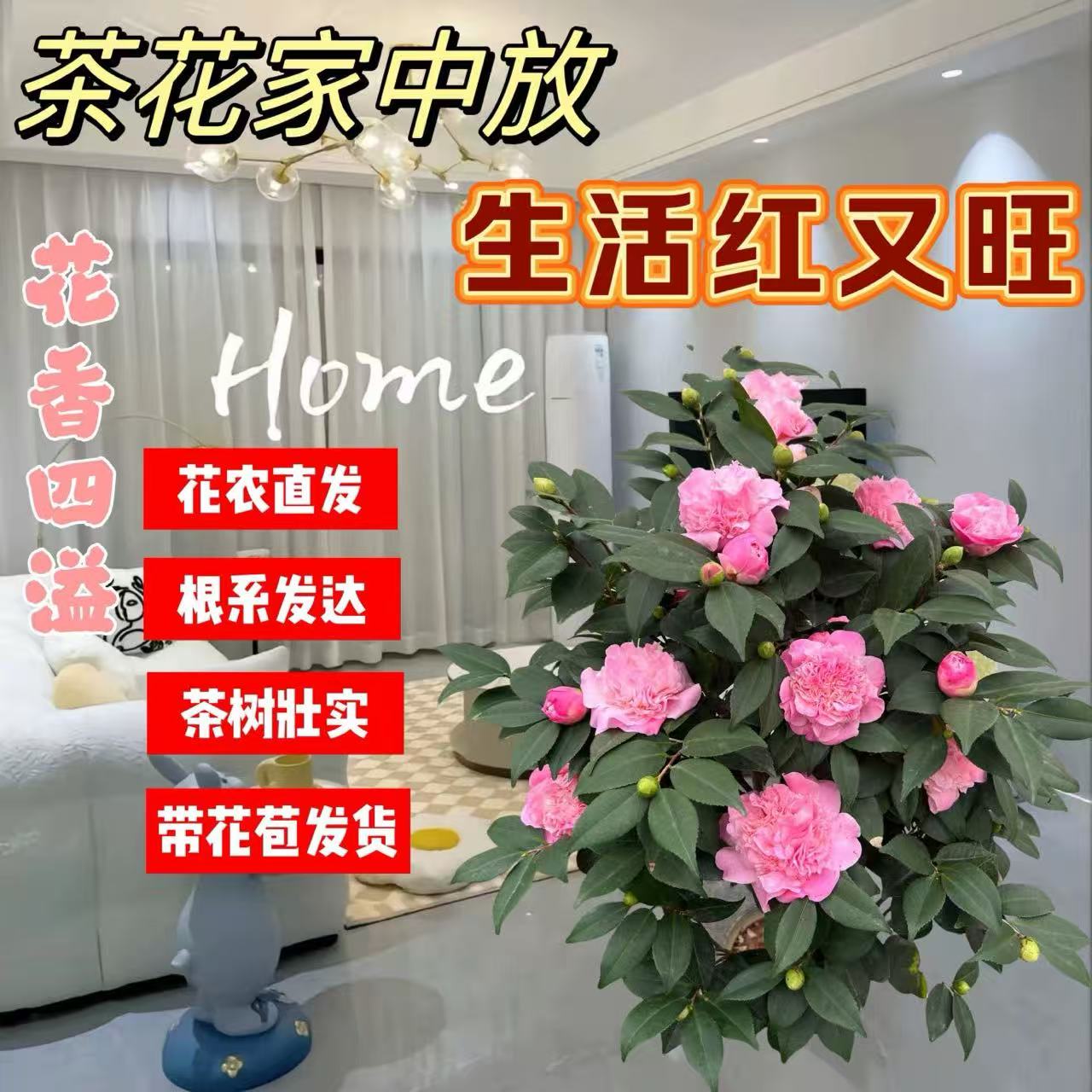 带花苞香妃茶花浓香型重瓣粉红色室内外好养耐寒耐热四季开花盆栽