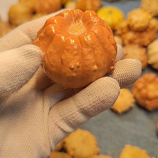 小***宁葫芦墨西哥七彩疙瘩文玩葫芦