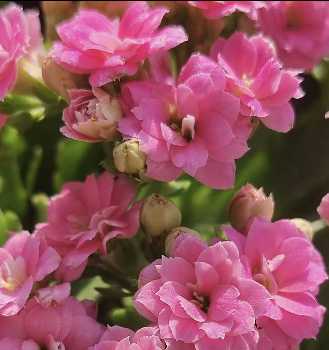 【春晓】130重瓣稀有长寿花