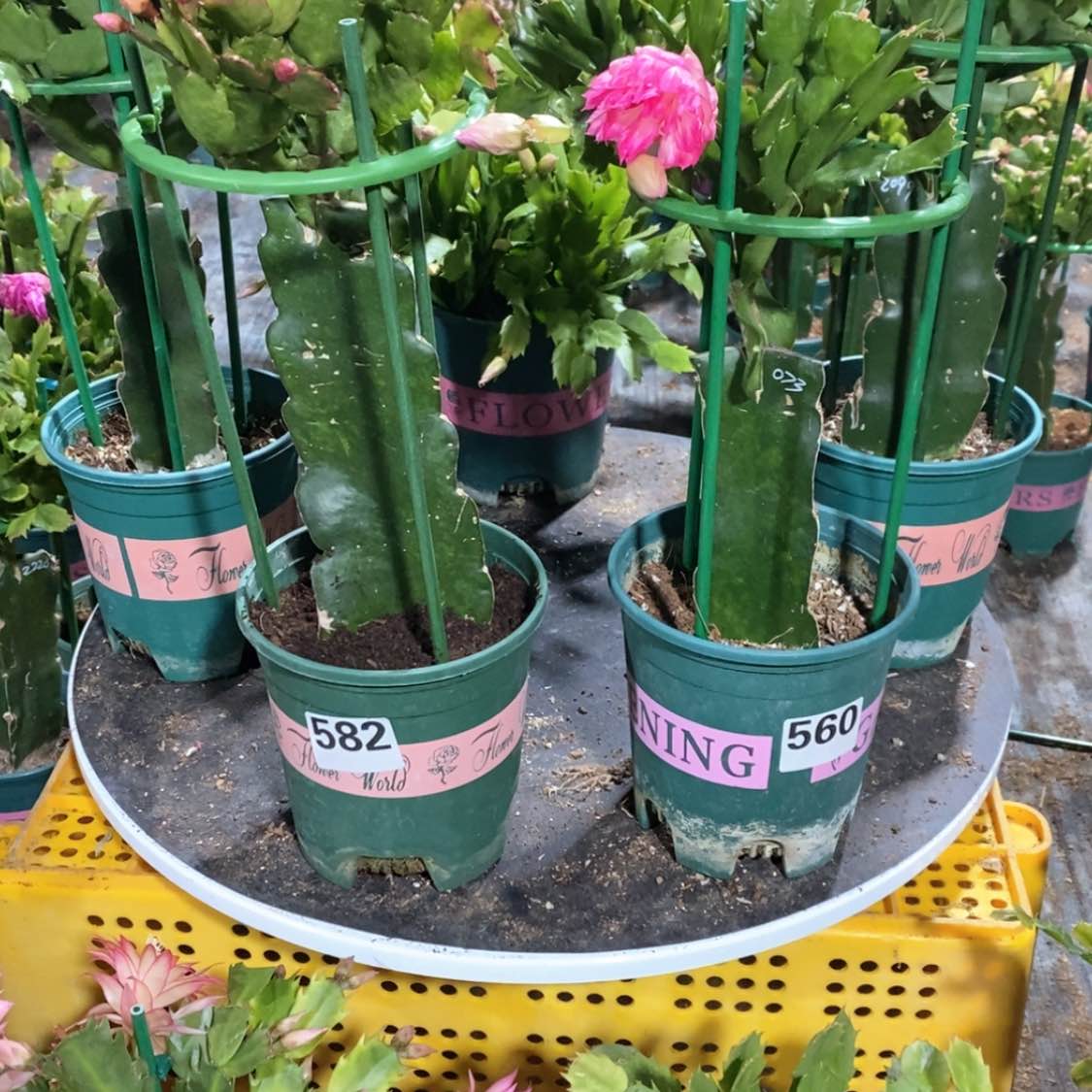 【闪购商品】完全开放陈*582.560嫁接037和073