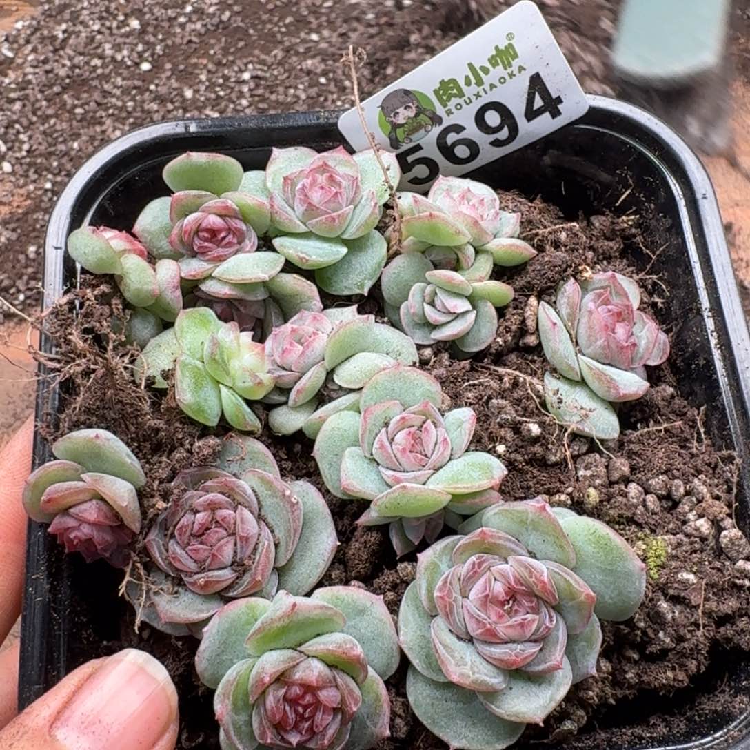 嘉***多肉植物多肉植物