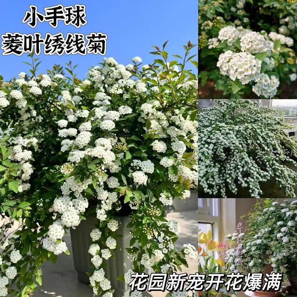 绣线菊花卉菱叶绣线菊盆栽阳台盆景庭院花卉花期长易活好养秀线菊