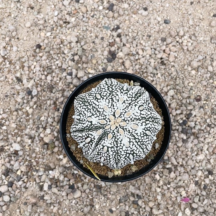 实生兜福利福利福利