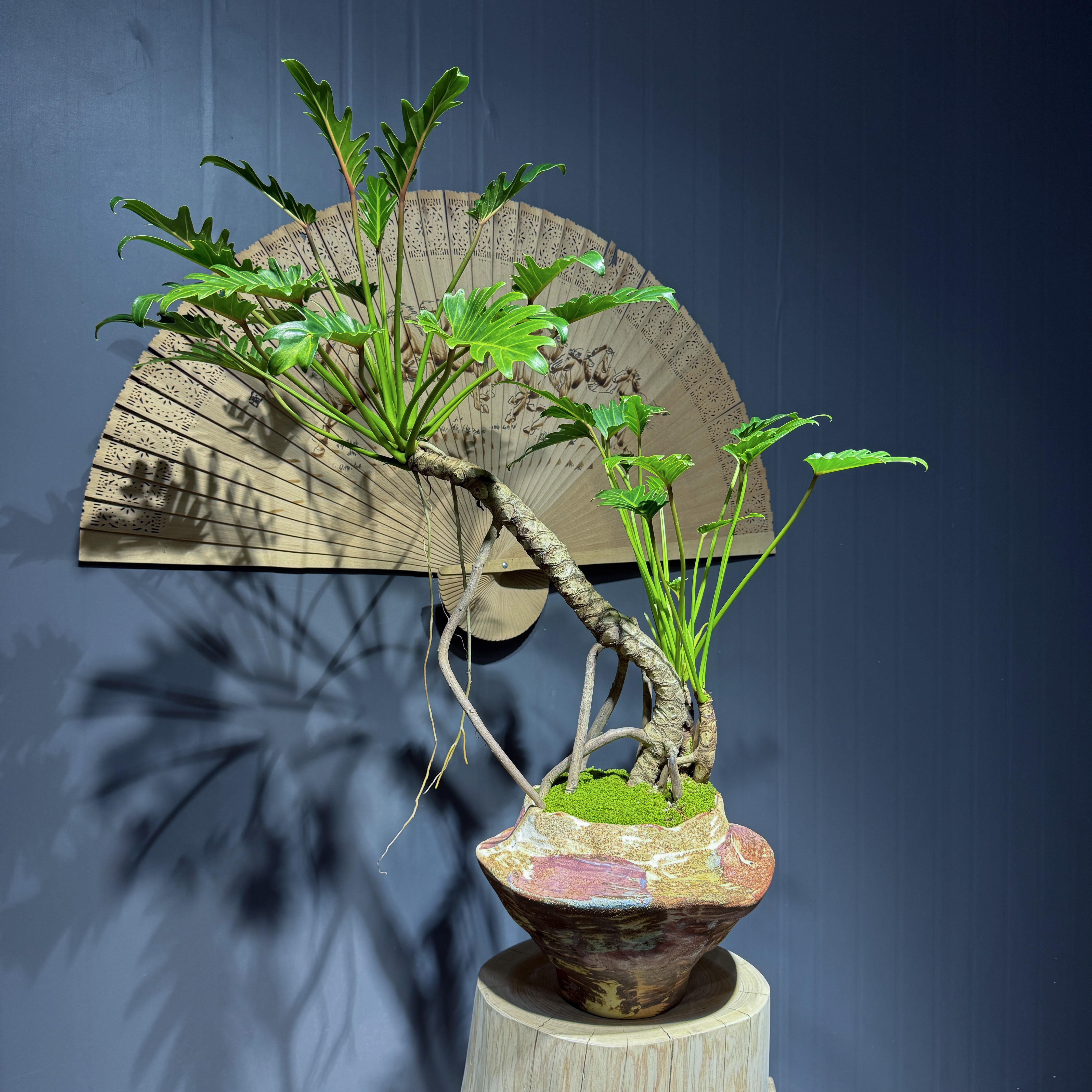 禅意老桩龙鳞小天使茶室盆景，室内好养护四季常青，给生活增添色彩