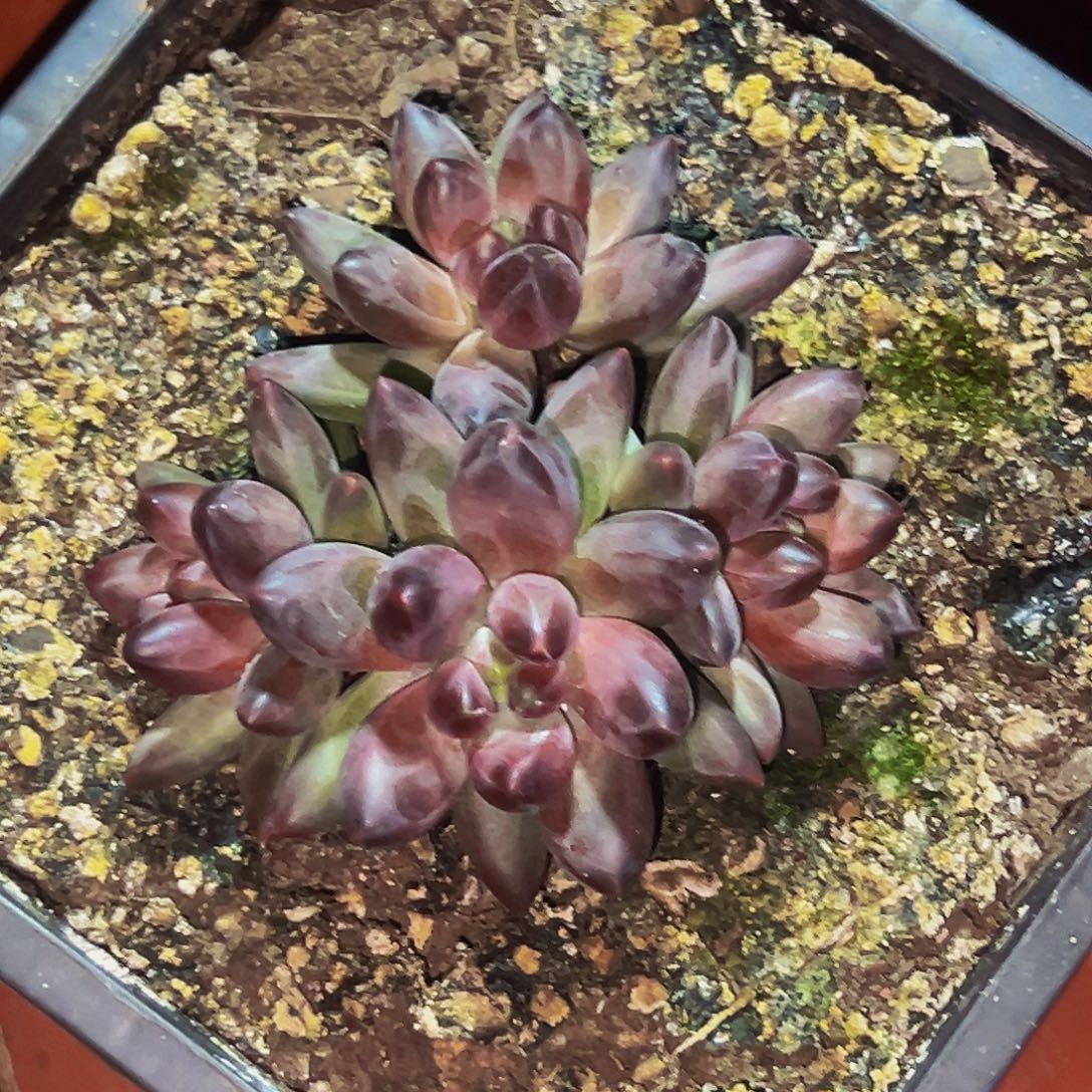 桔云多肉美人精品系列