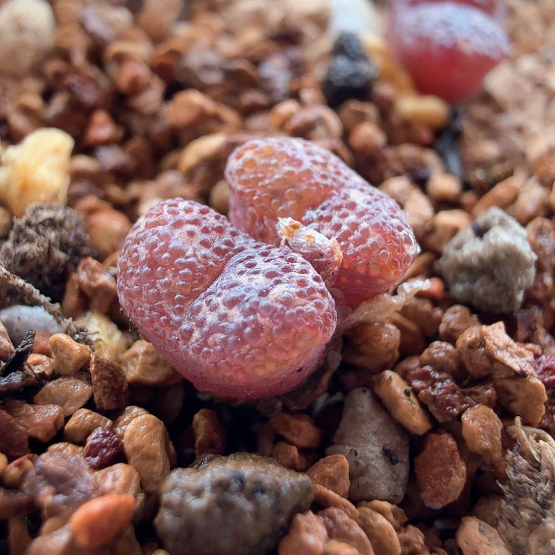 3.17.109/酒红勋章新头