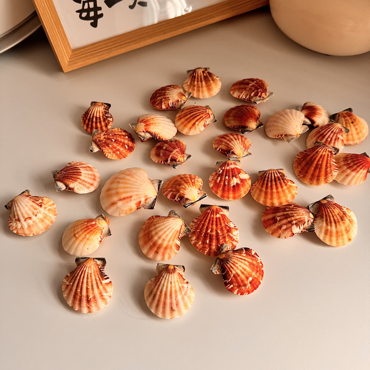 （随机10个）浮雕扇贝4cm左右对贝工艺品