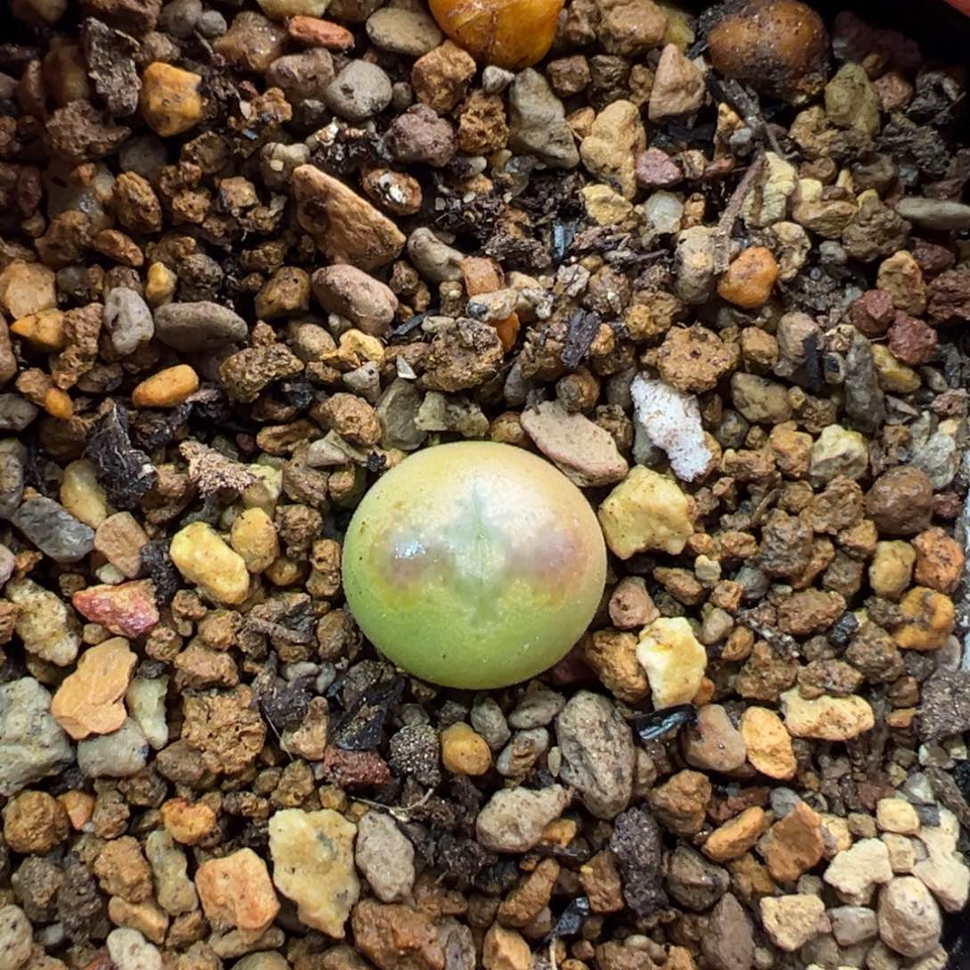 30拉登杂一棵特      