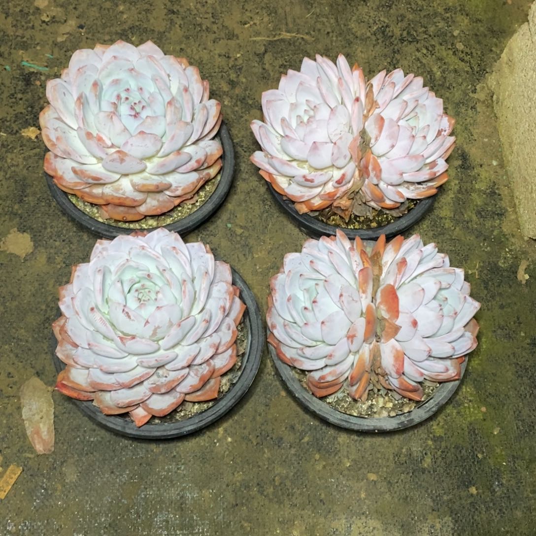 啊军喵多肉橙子单双