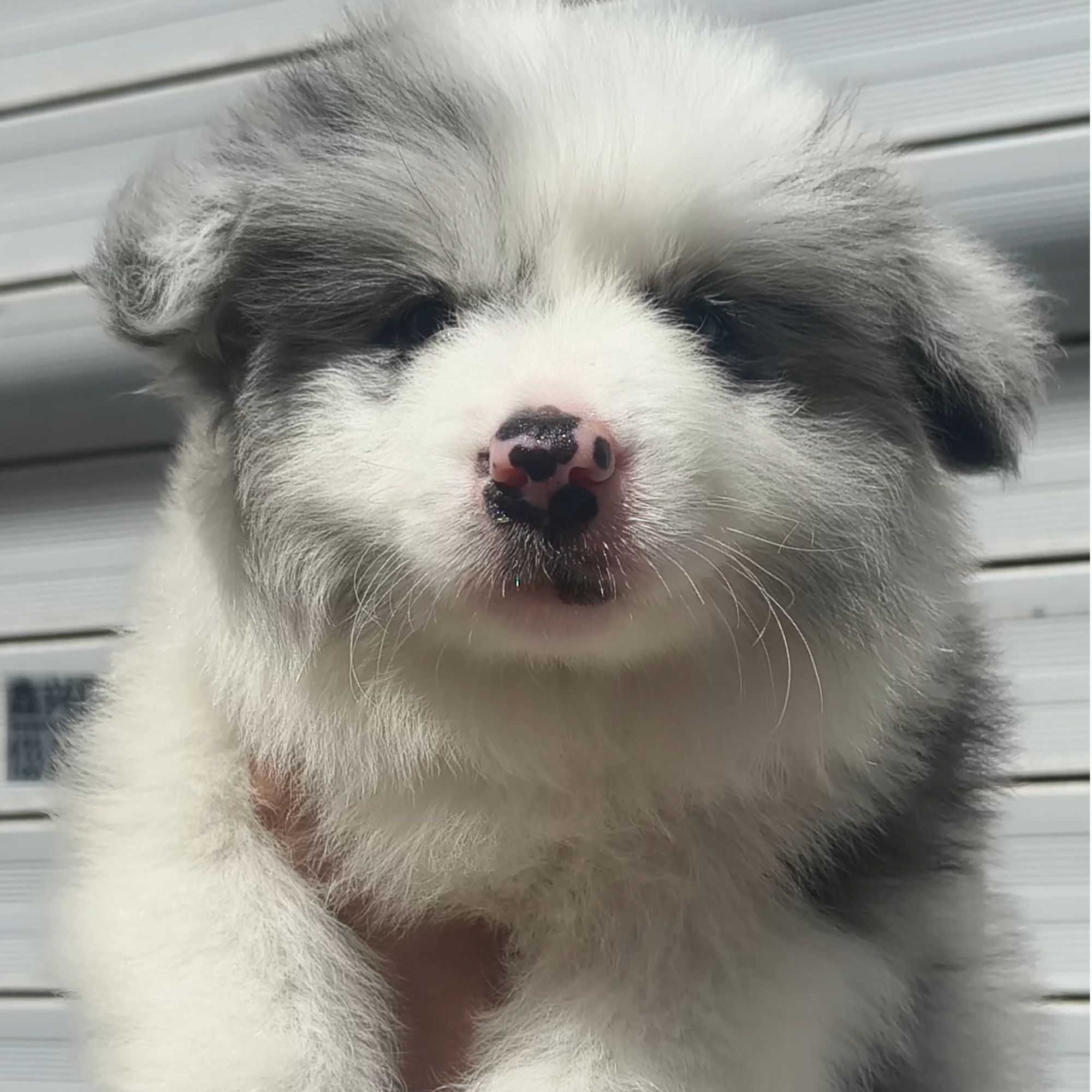 艾咪酱の边牧小课堂快乐小狗超甜小边牧