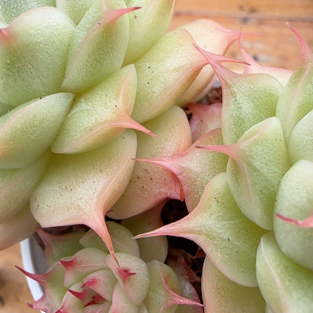 花语逸境0207-151