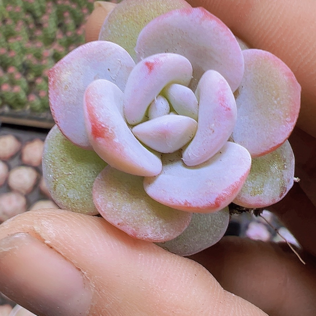 雪莲5个19包邮多肉