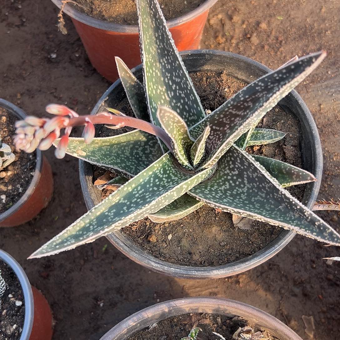 多肉植物伊丽莎白