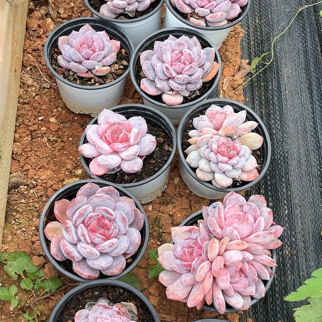 阿雅园艺。      缩心，黑杆不售后473