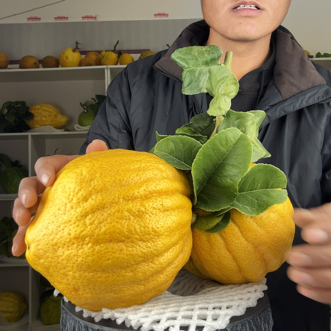 青***蓝香水柠檬云南高山大香橼