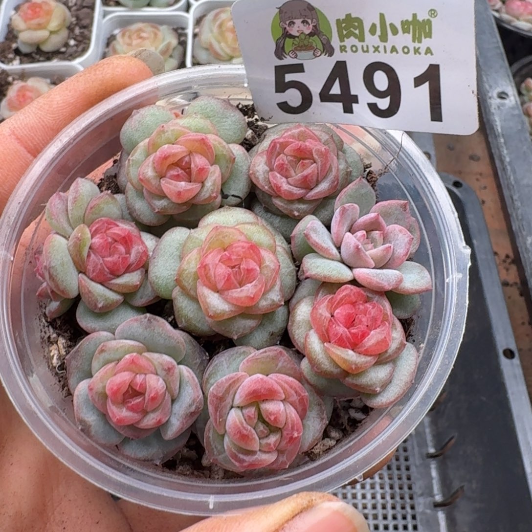 多肉植物多肉植物