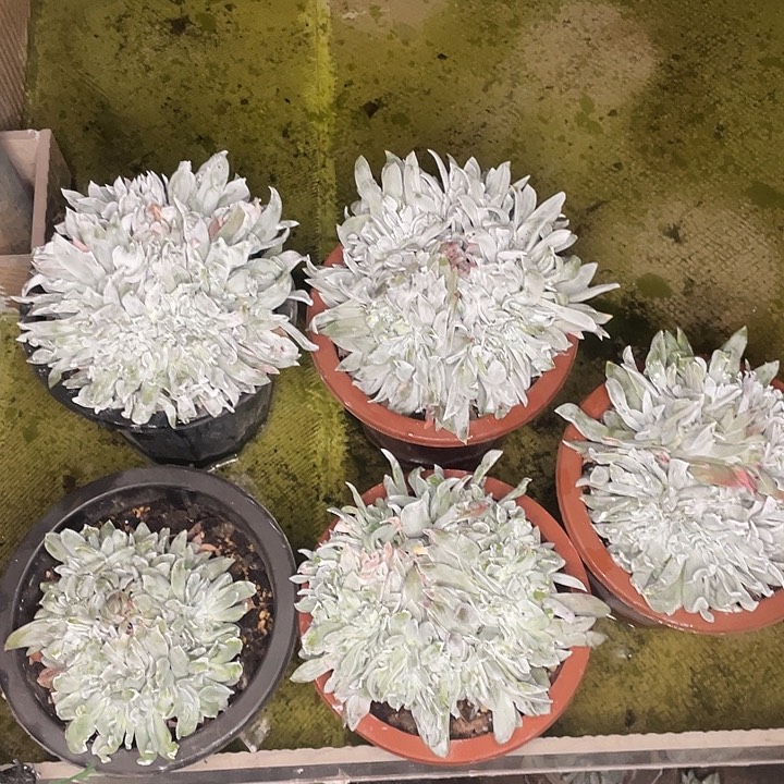 N****o5颗苹果叶缀化老桩