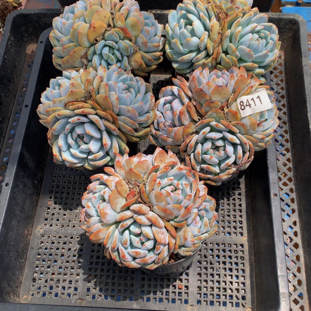 8411五个嗯嗯嗯嗯嗯嗯嗯嗯好