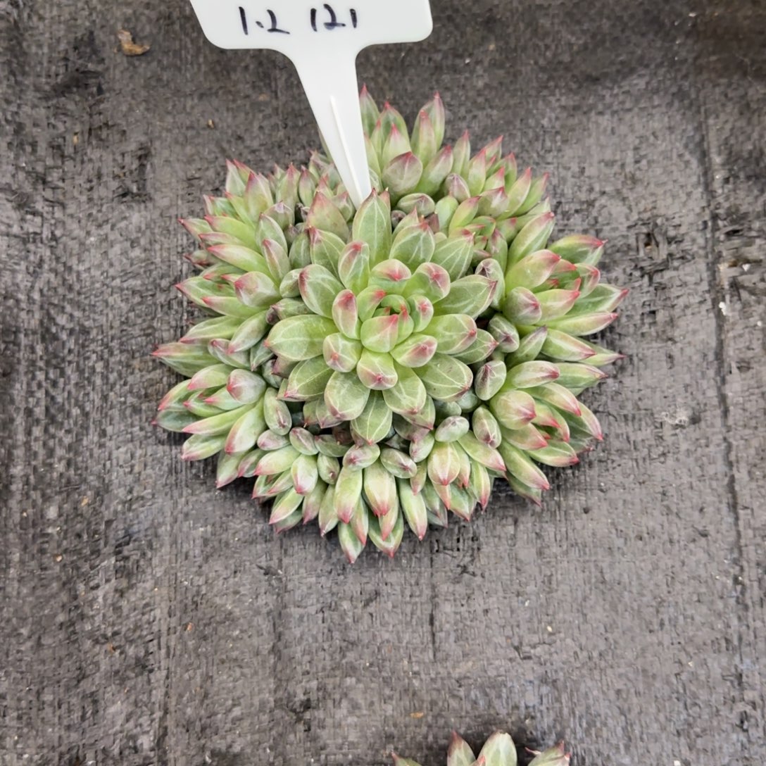 M***湛一物一拍芬兰之夜121