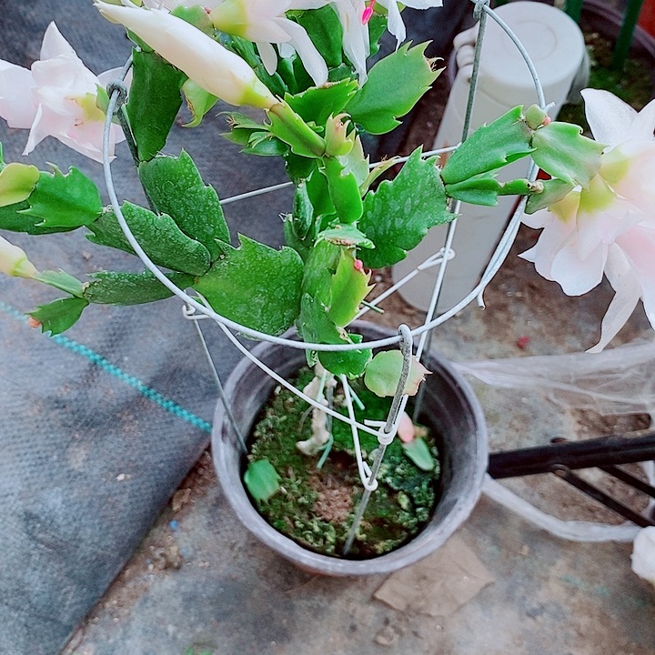 向***前无花朵叶仙嫁接一物一拍