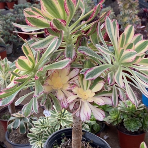 627v锦锦满25包邮多肉