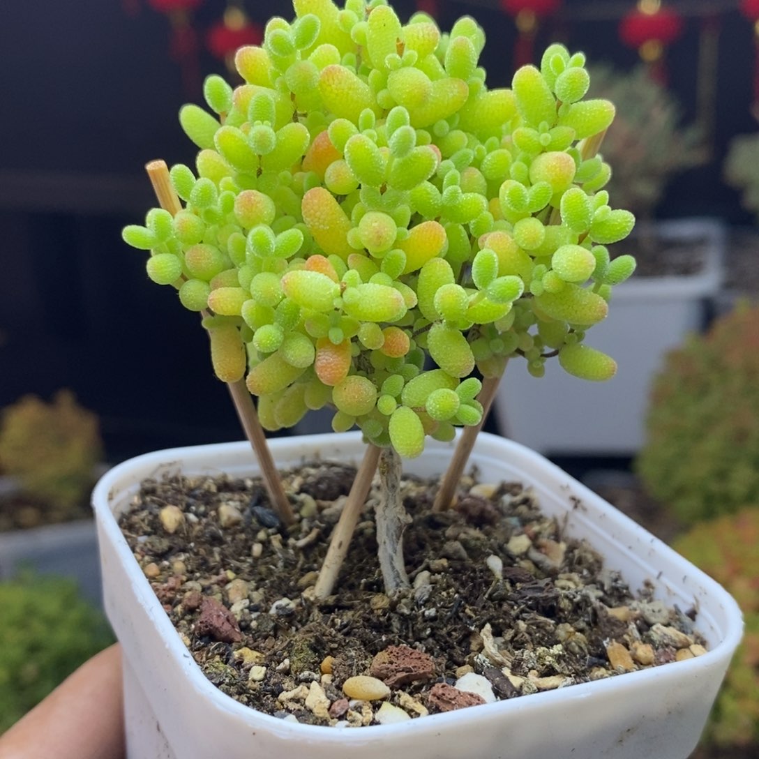 d47后金桔糖球枝干