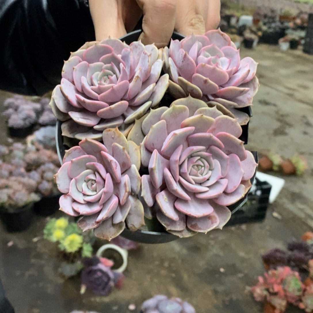 粉蝶三大头起发整桩