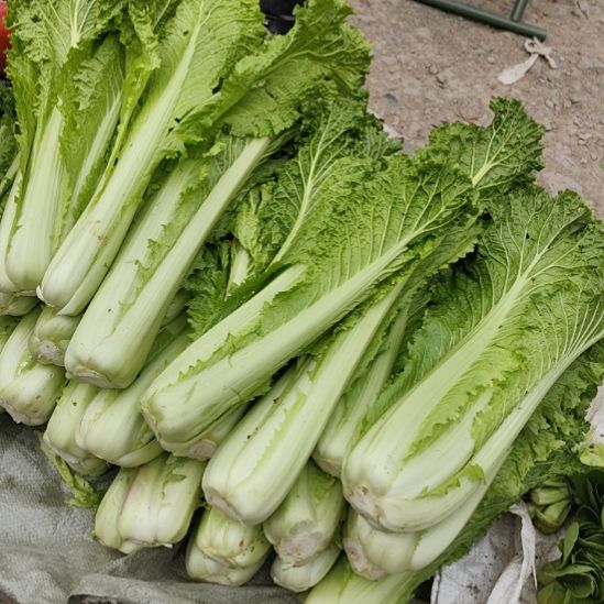 中国大陆猫场白菜15.9