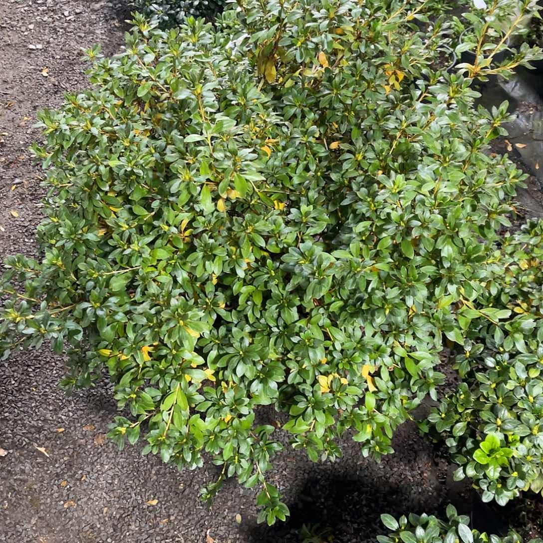 完全开放皋月杜鹃千代之光