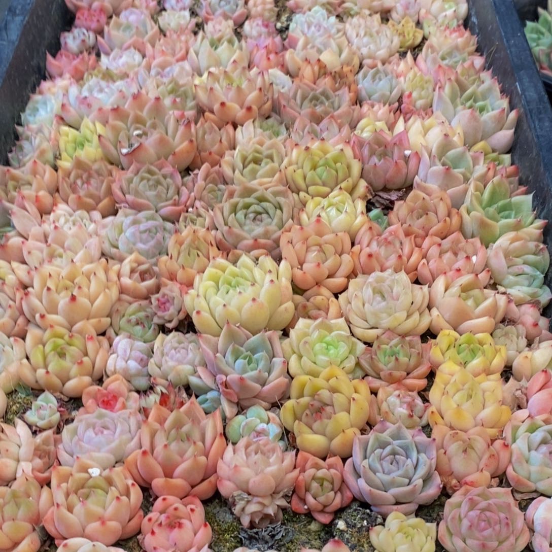 342多肉植物保护研究所所长助理研究员