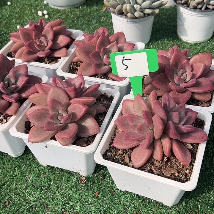 5赫菲一个脱土多肉