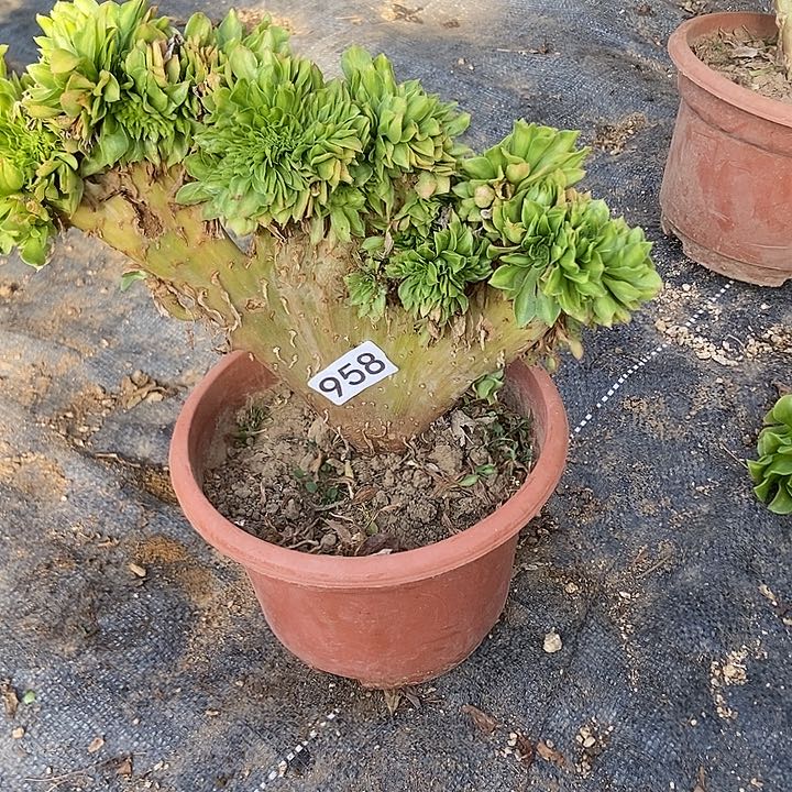 958翡翠琉璃老庄有干伤