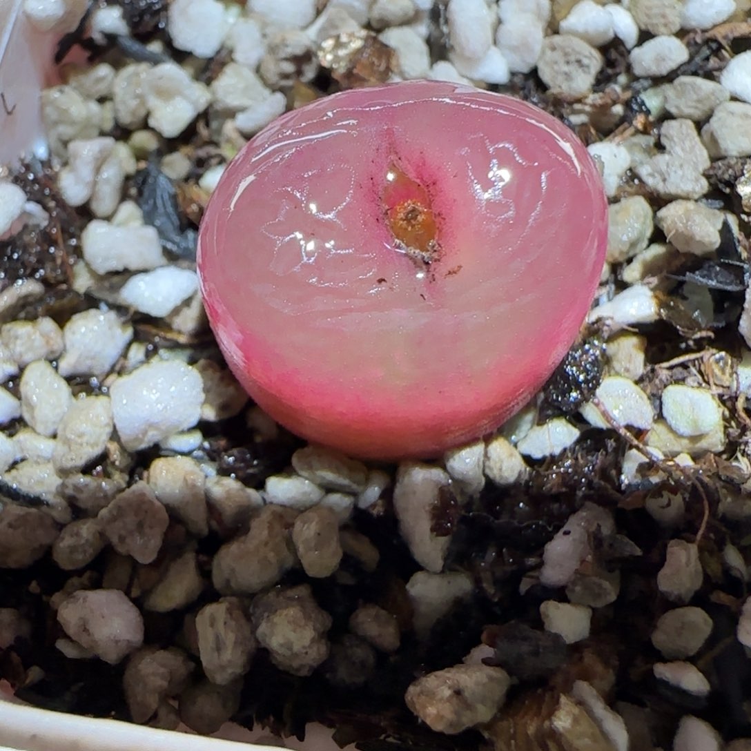 肉锥多肉植物百科-216