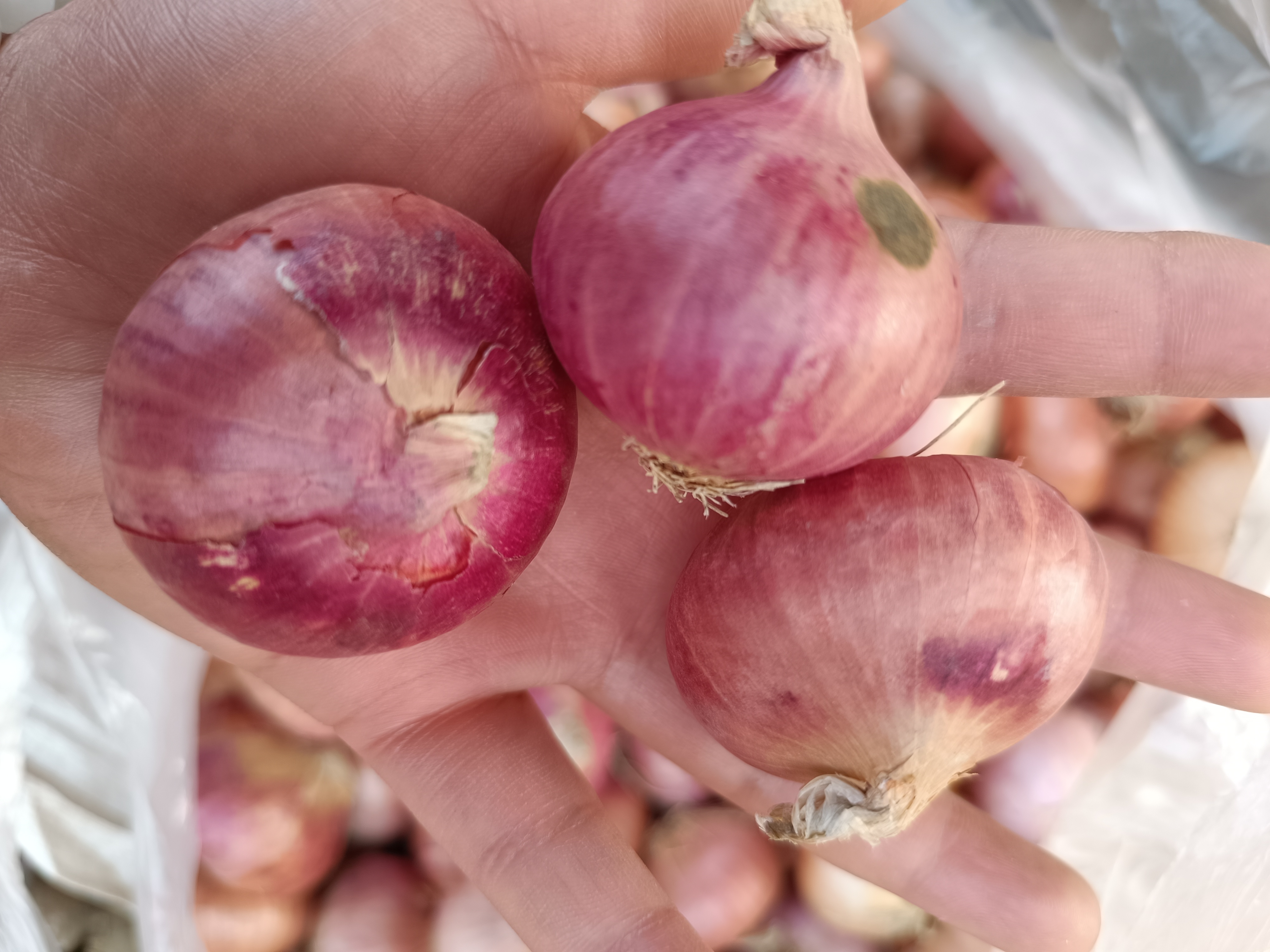 缅甸小洋葱/香喷喷