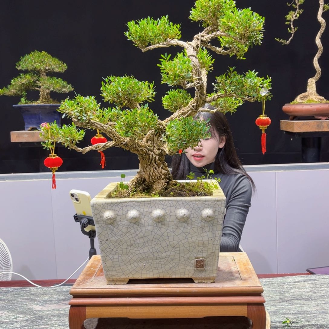 四季常青老桩黄杨盆景